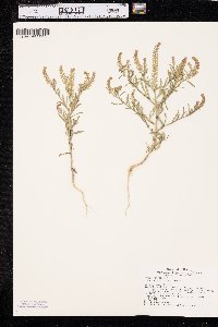 Lepidium densiflorum image