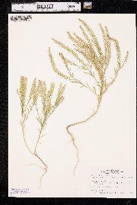 Lepidium densiflorum image