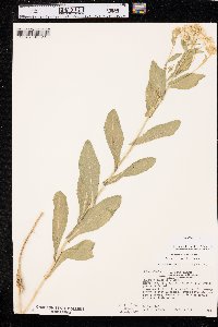 Lepidium draba image