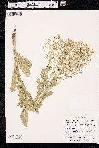 Lepidium draba image