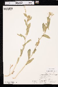 Lepidium draba image