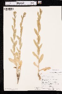 Lepidium draba image