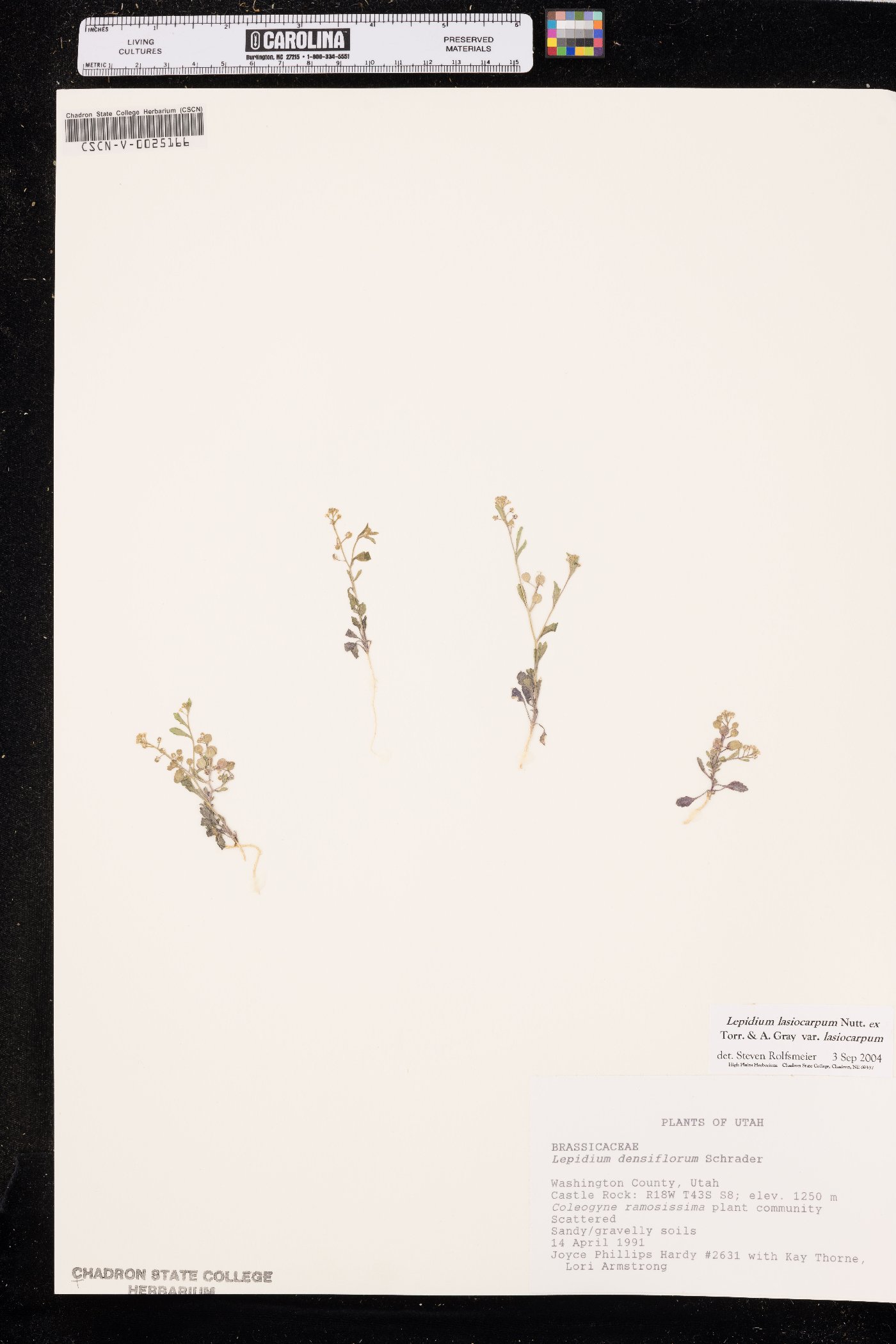 Lepidium lasiocarpum var. lasiocarpum image