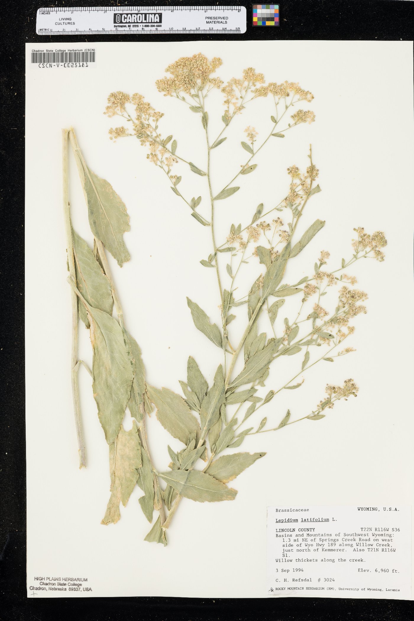 Lepidium latifolium image