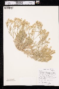 Lepidium montanum var. wyomingense image