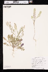 Lepidium virginicum var. virginicum image