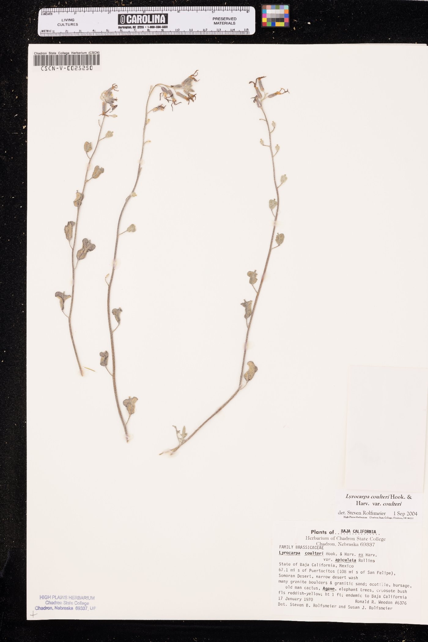 Lyrocarpa coulteri var. coulteri image