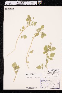 Nasturtium microphyllum image