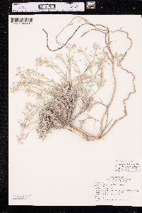 Physaria arenosa image