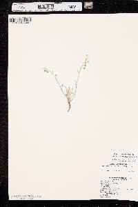 Physaria arenosa var. arenosa image