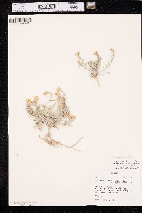 Physaria arenosa subsp. argillosa image