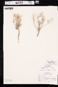 Physaria arenosa subsp. argillosa image