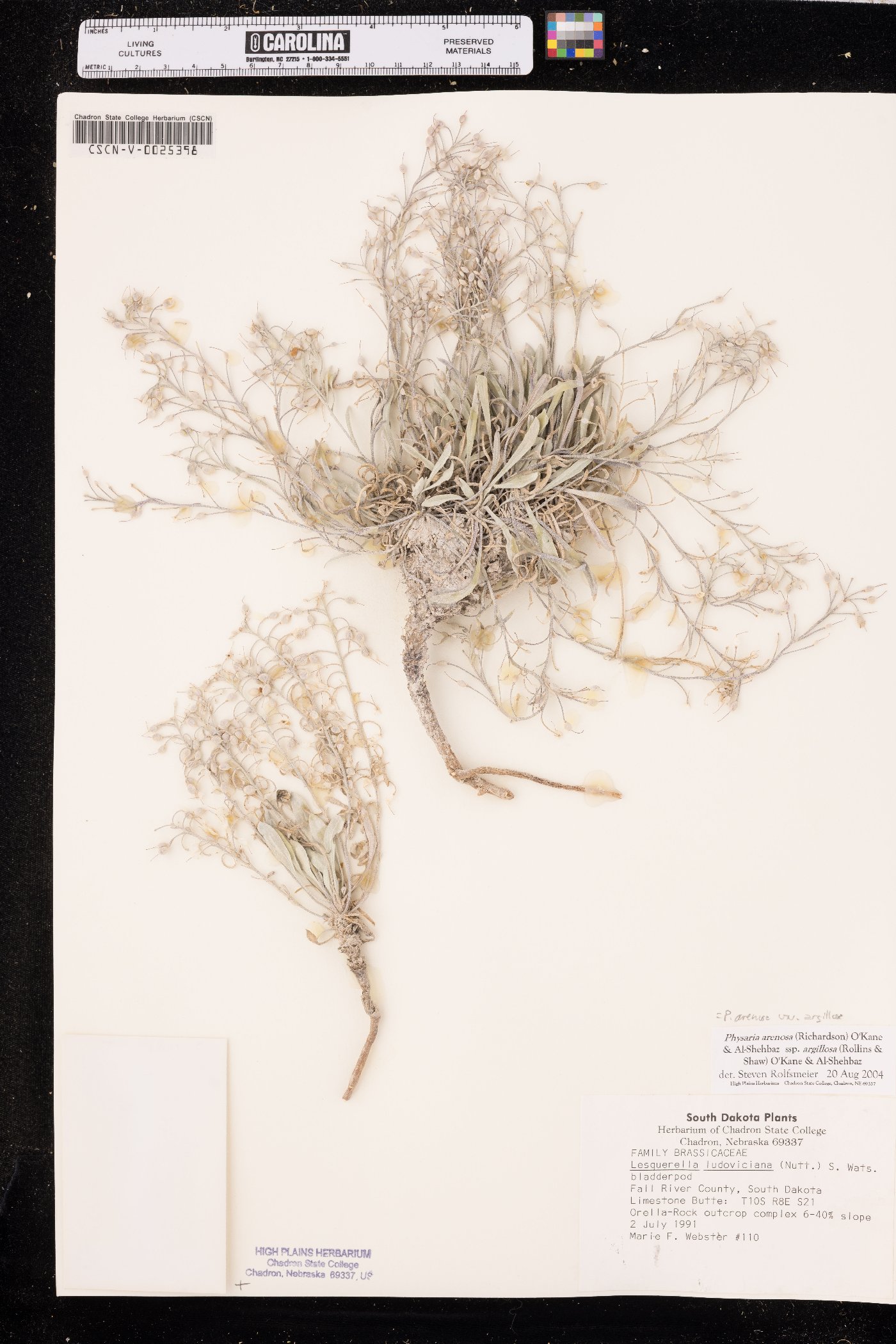 Physaria arenosa image