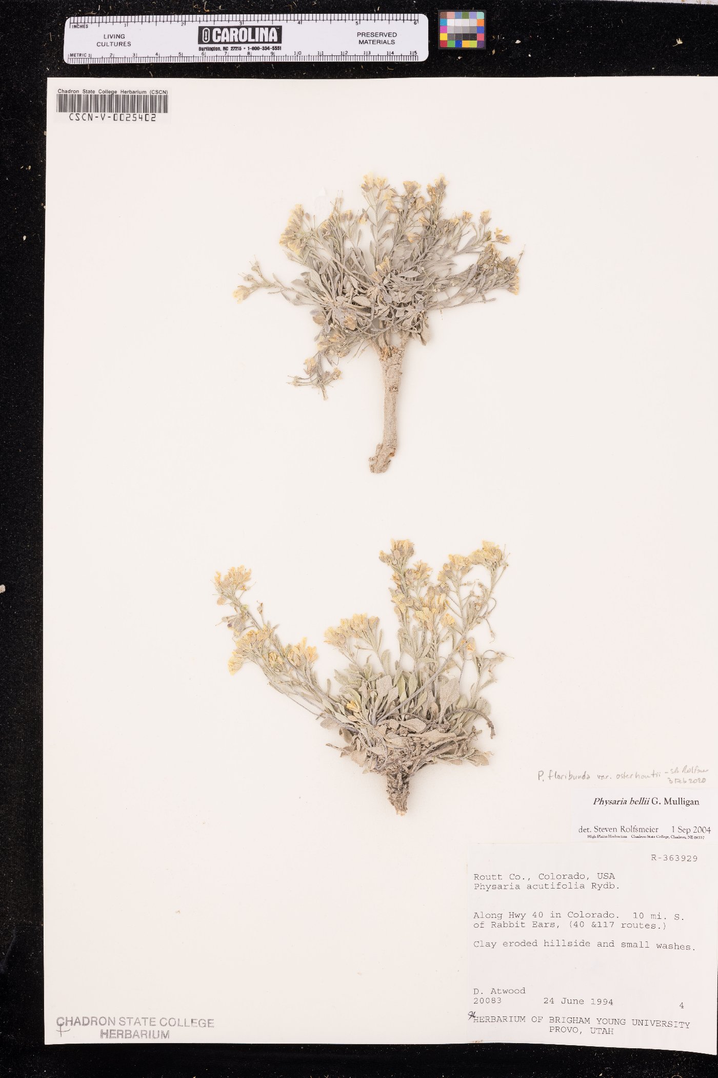 Physaria floribunda var. osterhoutii image