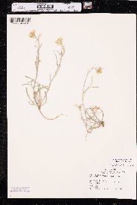 Physaria ludoviciana image