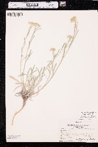 Physaria ludoviciana image