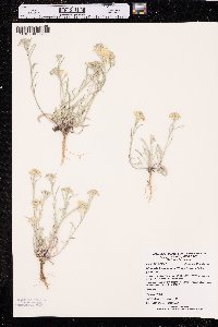 Physaria ludoviciana image