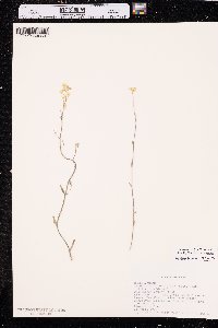 Physaria rectipes image