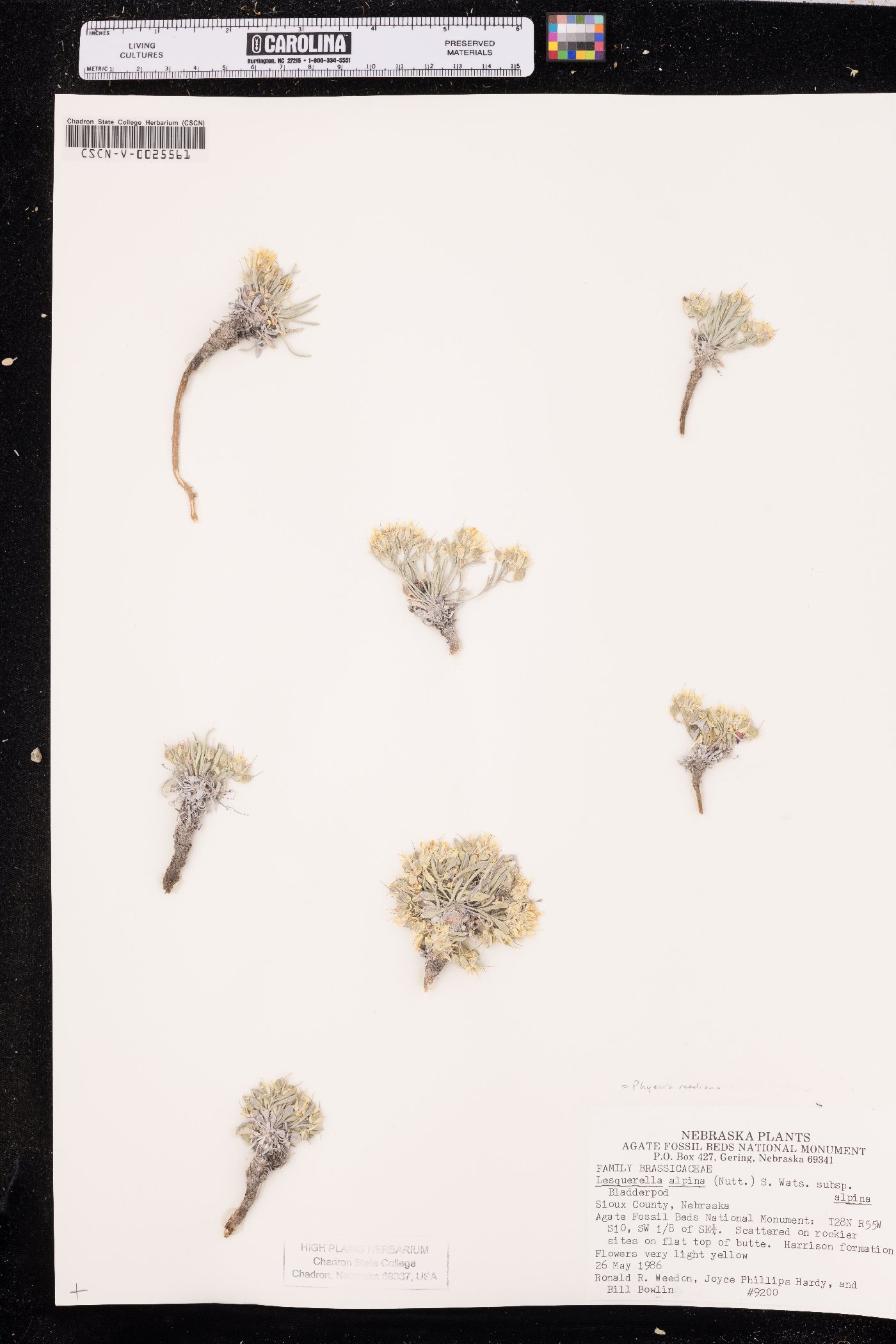 Physaria reediana image