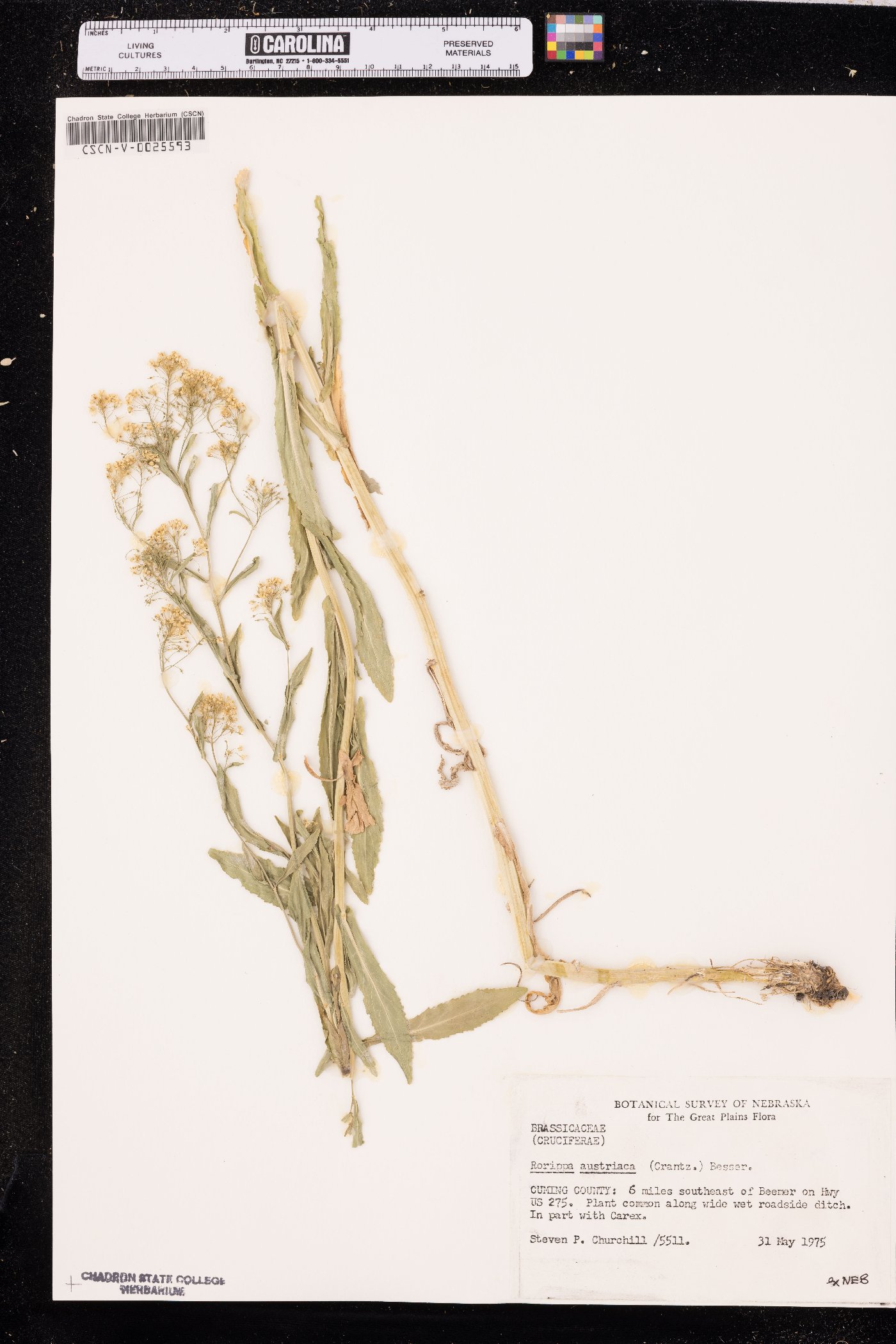 Rorippa austriaca image