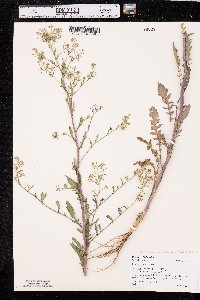 Rorippa palustris var. palustris image