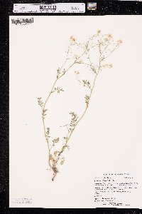 Rorippa sylvestris image