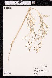 Sisymbrium altissimum image