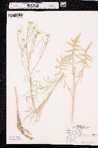 Sisymbrium altissimum image