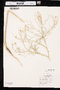 Sisymbrium altissimum image