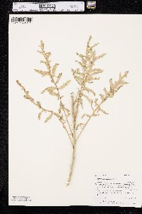 Sisymbrium altissimum image