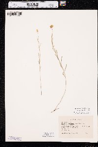 Sisymbrium linifolium image