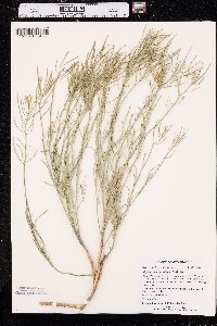 Sisymbrium linifolium image