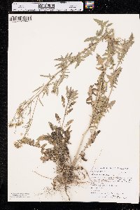 Sisymbrium loeselii image