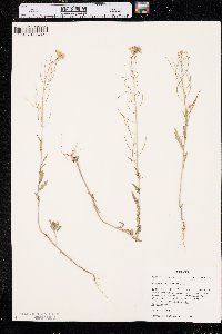 Sisymbrium loeselii image