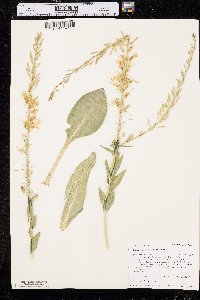 Stanleya viridiflora image