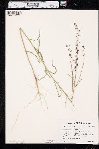 Streptanthus hyacinthoides image