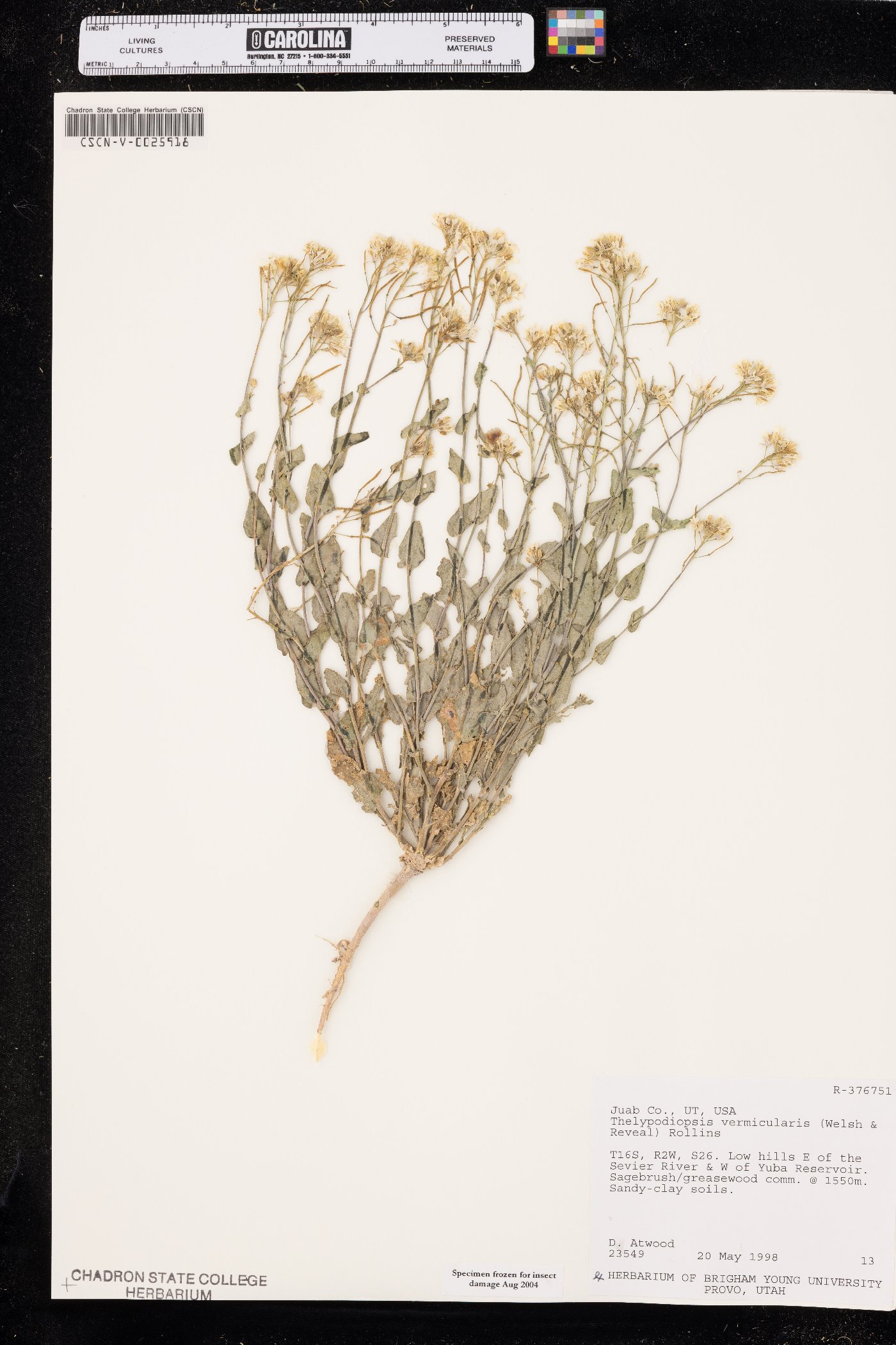 Thelypodiopsis vermicularis image