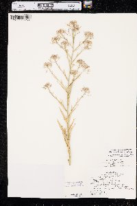 Thelypodium integrifolium image