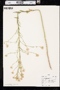 Thelypodium integrifolium image