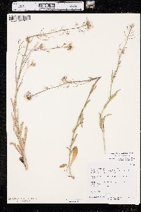Thelypodium sagittatum image