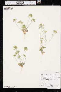 Tomostima cuneifolia image