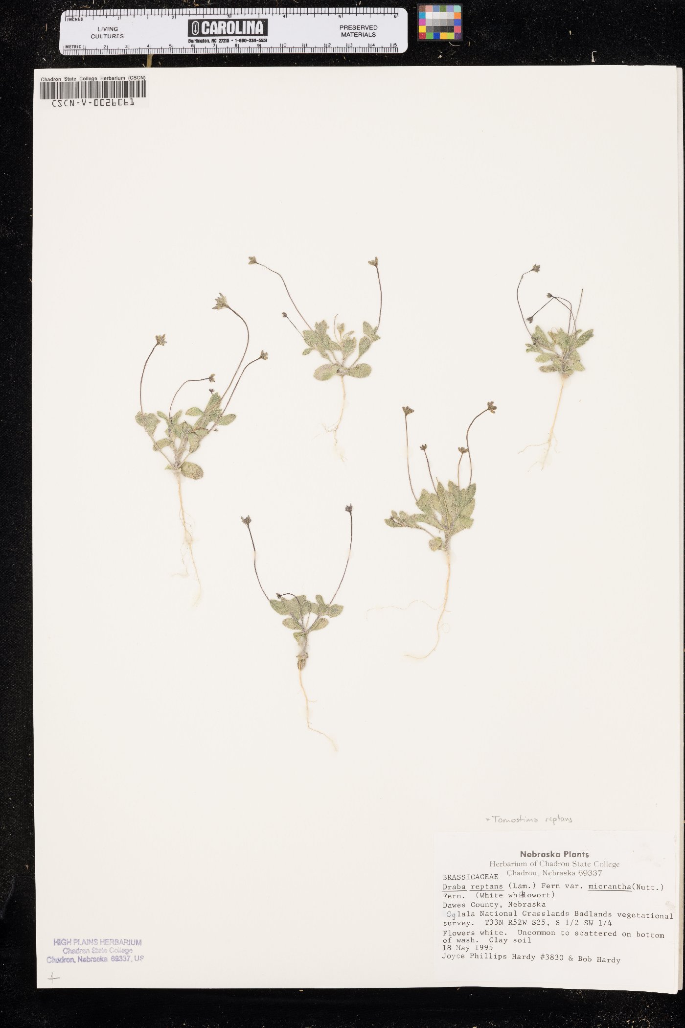 Tomostima reptans image