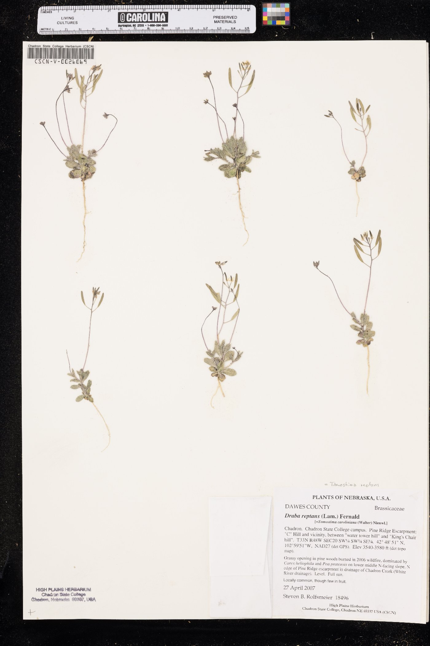 Tomostima reptans image