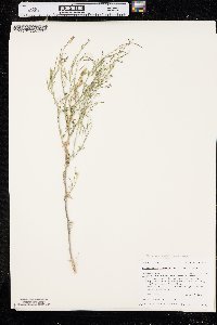 Transberingia bursifolia subsp. virgata image