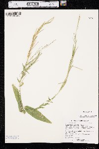 Turritis glabra image