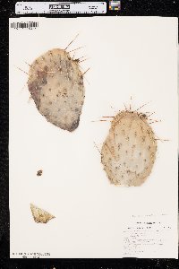 Opuntia tortispina image