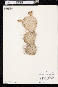 Opuntia polyacantha image