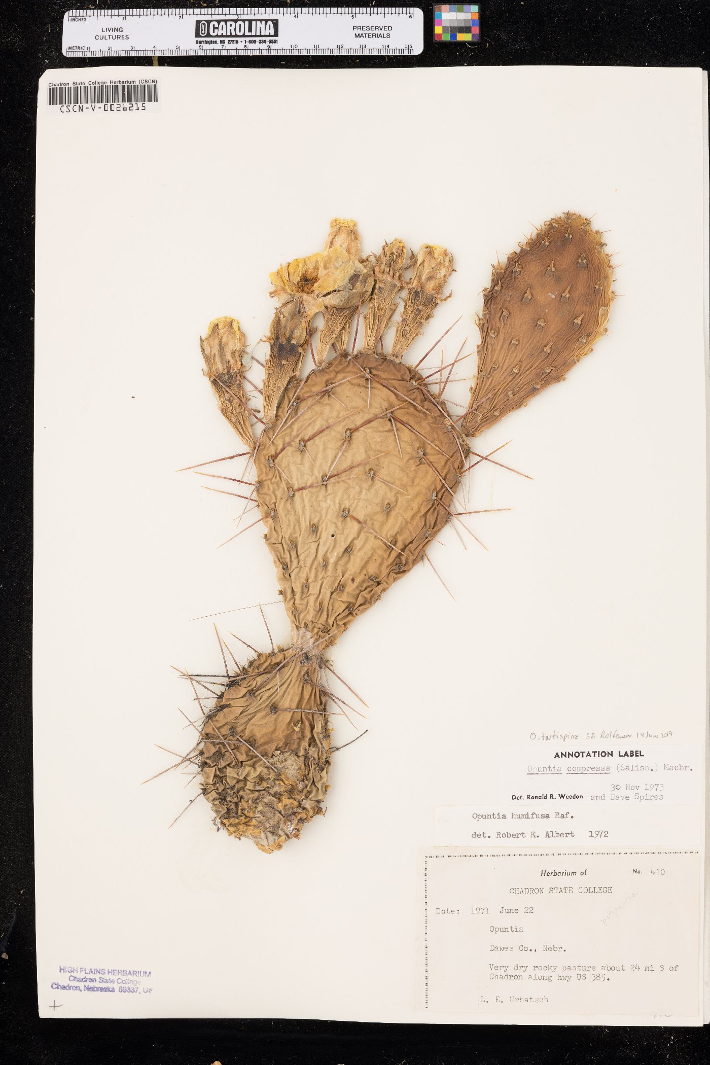 Opuntia tortispina image