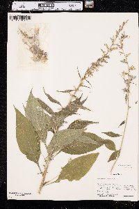 Campanulastrum americanum image