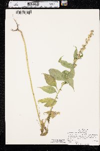 Campanulastrum americanum image